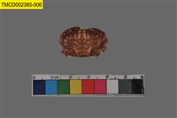 藏品(絨毛仿銀杏蟹)的圖片